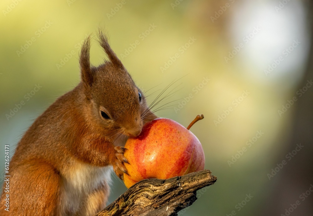 Poster closeup shot of a eurasian red squirrel eating an apple on the tree