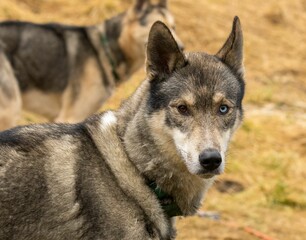 Closeup shot of a beautiful Siberian Husky with different colored eyes