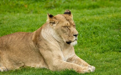Naklejka na ściany i meble Of a brown lion resting in a green grassland with a threatening facial expression
