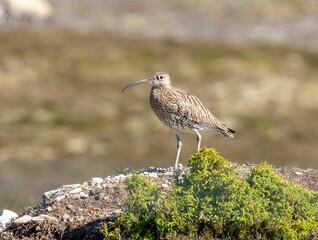 Close-up shot of a curlew standing on a mossy rock