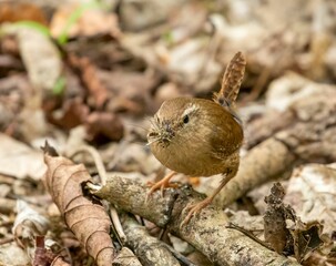 Closeup shot of a Eurasian wren catching an insect