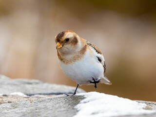 Closeup of a cute Snow bunting birds next to each other on a stone