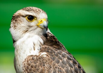 Portrait of a beautiful eagle