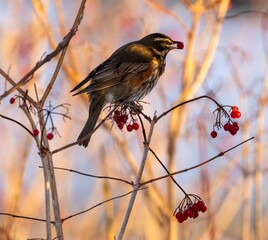 Fieldfare bird on tree twigs with yellow leaves with red rowan plants and bur background