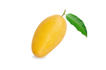 Closeup ripe mango tropical fruit with leaves isolated on white background