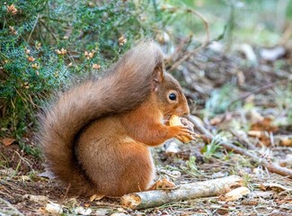 Naklejka na ściany i meble Close-up shot of a common squirrel (Sciurus vulgaris) eating a nut