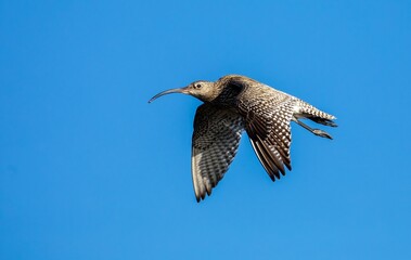 Obraz premium Close-up shot of a curlew in flight with a background of a blue sky