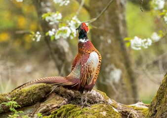 Ring-necked Pheasant (Phasianus colchicus) resting in the forest on the blurred background