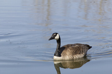 Canada Goose Swimming in Water