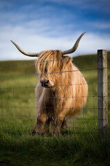 Vertical shot of a cute furry highland cattle in a green meadow