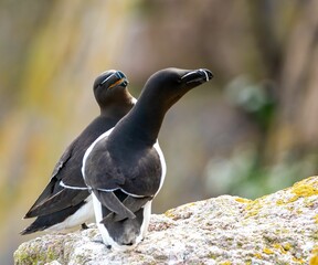 Couple of razorbill birds standing on rock during mating season on a sunny day with blur background - Powered by Adobe