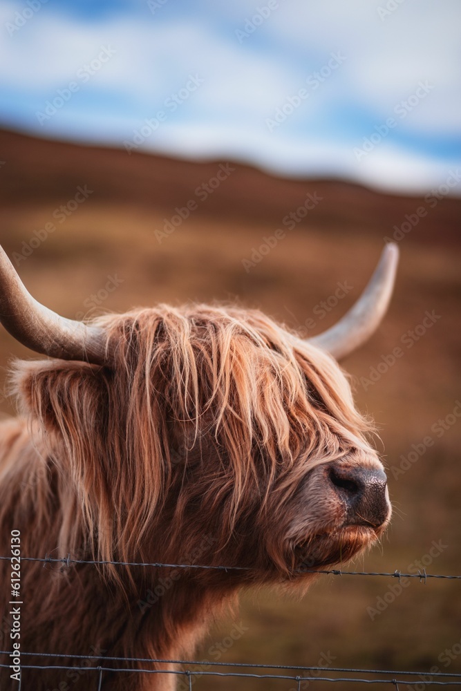 Canvas Prints vertical shot of a cute furry highland cattle in a meadow