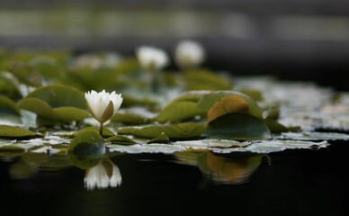Blossom Nymphaea candida flower with leaves on lake surface