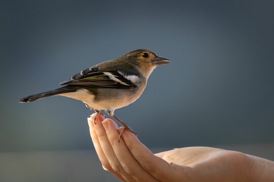 Small bird perching on a hand