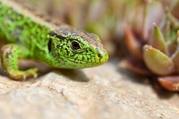 Closeup shot of a small lizard with green skin crawling on the ground in daylight