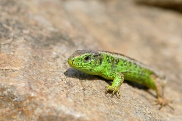 Naklejka na ściany i meble Closeup shot of a small lizard with green skin crawling on the ground in daylight
