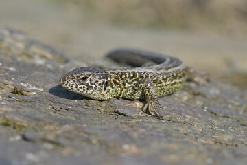 Closeup shot of a small lizard with a long tail crawling on the ground in daylight