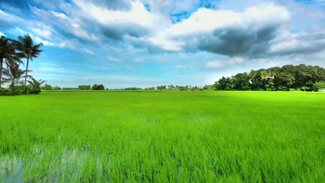 Beautiful view of wet grass field under a blue sky with clouds.