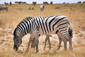 Fototapeta na wymiar Closeup shot of beautiful zebras grazing in the field
