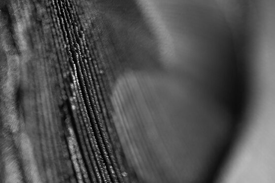 Macro black & white photograph of a feather