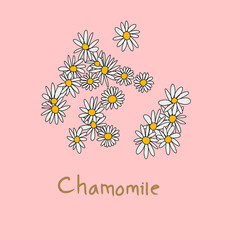 Digital illustration icon of Chamomile flower scent