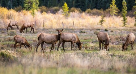 Fototapeta premium Herd of Rocky Mountain elk grazing in a wide planted field on a sunny day