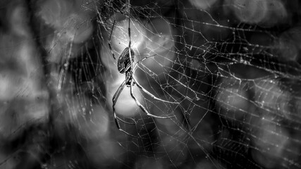 Ara&ntilde;a de patas largas