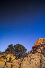 Obraz premium Vertical shot of a tree located on the top of a coastal cliff