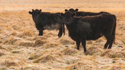 Closeup of brown cows grazing grass in a field