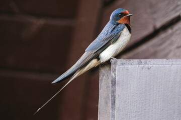Close-up shot of a barn swallow sitting on a wooden box - obrazy, fototapety, plakaty