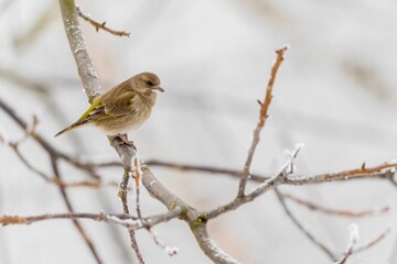 Close-up shot of a European greenfinch sitting on a tree branch