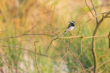 Close-up shot of a white wagtail sitting on a tree branch