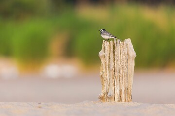 Close-up shot of a white wagtail sitting on a wooden log on a shore
