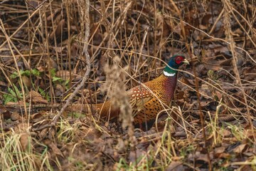 Close-up shot of a common pheasant standing on foliage in a nature
