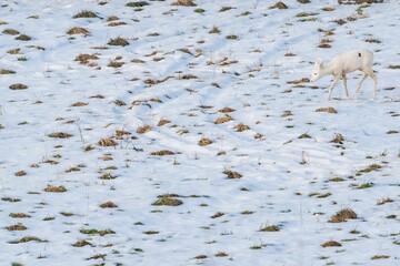Adorable white Roe deer wandering in snowy field with dry plants