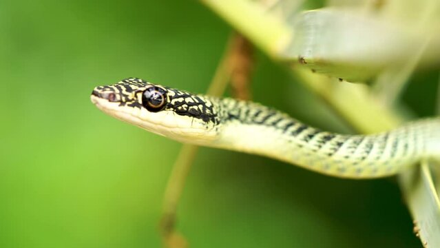Detail of the head of golden tree snake 
