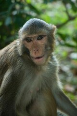 Vertical shot of a cute brown monkey