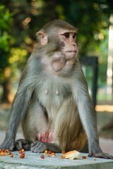 Obraz premium Cute monkey sitting on the stone at the park on a sunny day, vertical shot