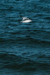 Naklejka premium Vertical shot of a Ring-billed gull with open wings flying low above dark sea