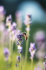 Macro shot of the bee on the purple flower