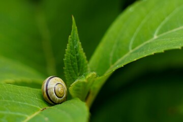 Close-up shot of a snail on a green leaf