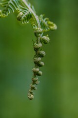 end of a fern - side view