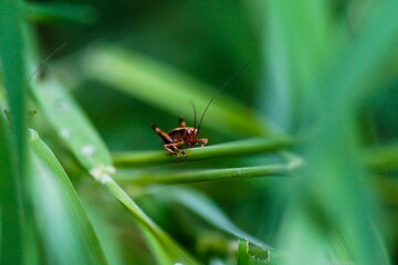 Grasshopper perching on plant stem