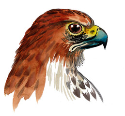 Falcon bird head. Ink and watercolor drawing