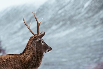 Closeup shot of a reindeer with blurry snow background