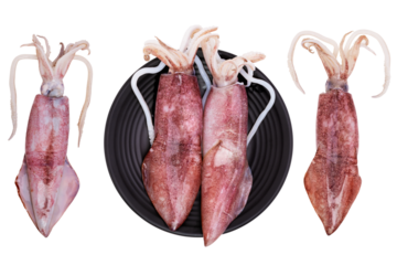 Fresh squid or raw squid seafood at restaurant or market Align on black palette background - clipping path