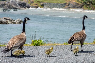 Fototapeta premium View of geese and goslings near lake