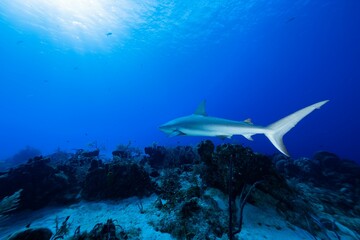 Fototapeta na wymiar Large whitetip shark swims near some reef