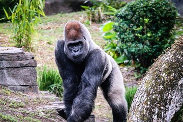 Naklejka premium Closeup of a gorilla in a safari