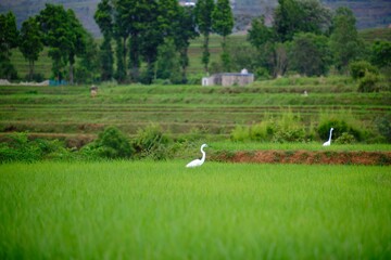 Obraz na płótnie Canvas White heron in field